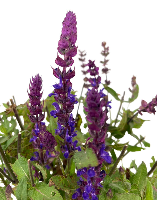 Salvia nemorosa 'Salvatore Blue' 1 Gallon - The Garden Corner