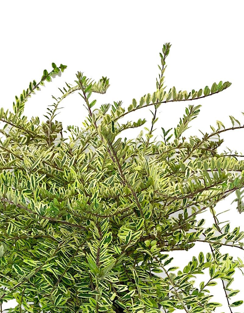 Lonicera nitida 'Lemon Beauty' 1 gal - The Garden Corner