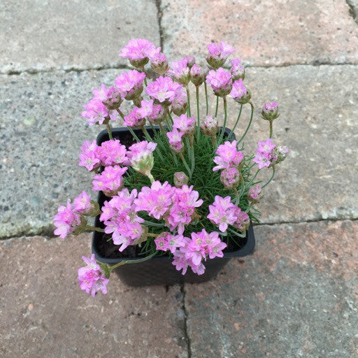Armeria juniperfolia 4 Inch