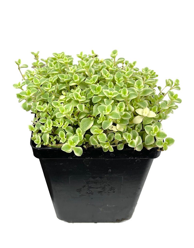 little missy succulent Sedum 'Little Missy' – The Garden Corner