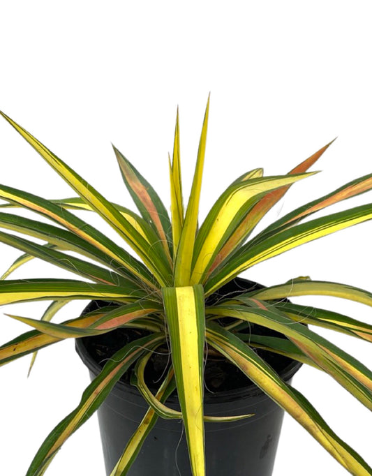 Yucca 'Color Guard' 1 Gallon - The Garden Corner