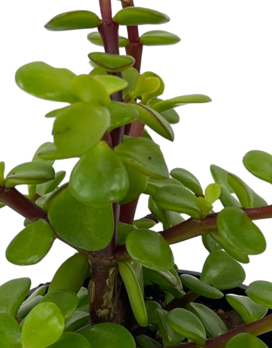 Portulacaria afra - The Garden Corner