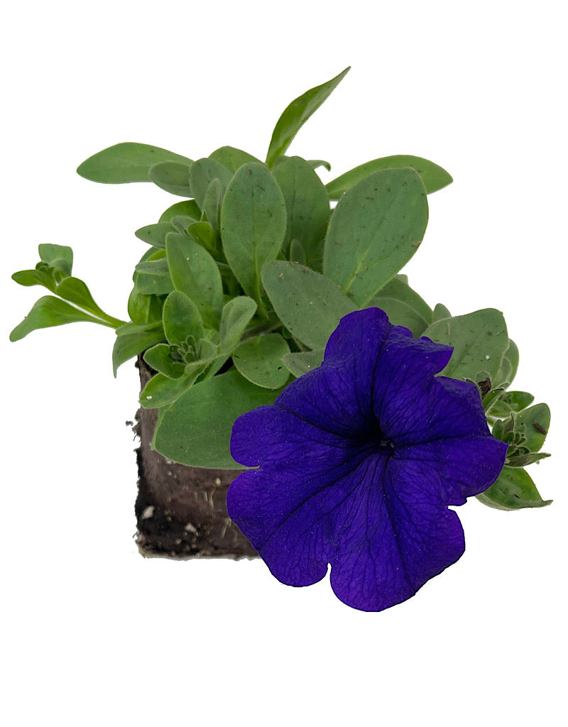 Petunia 'Main Stage Violet'