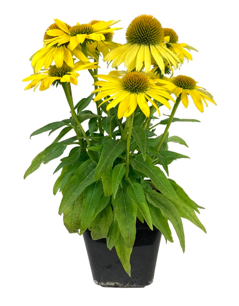 Echinacea 'Sombrero Lemon Yellow'