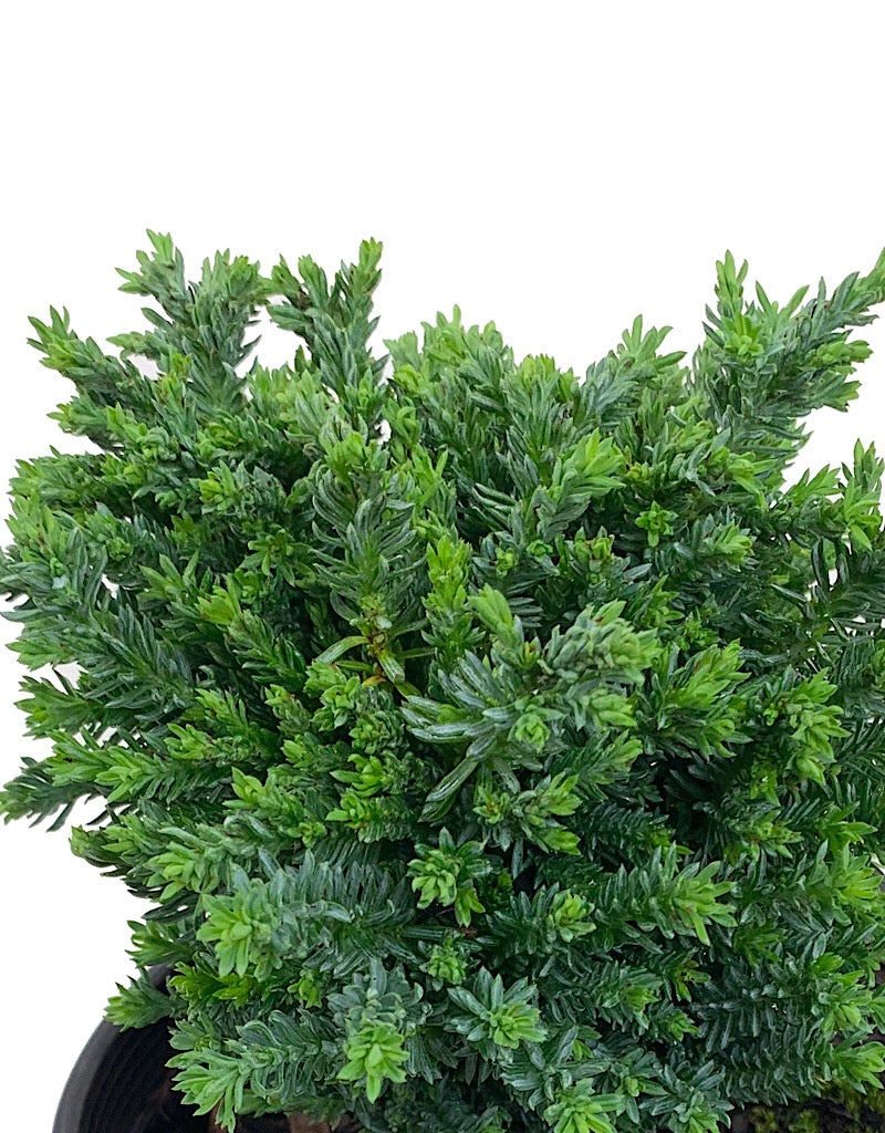 Chamaecyparis lawsoniana 'Rimpelaar' 1 Gal