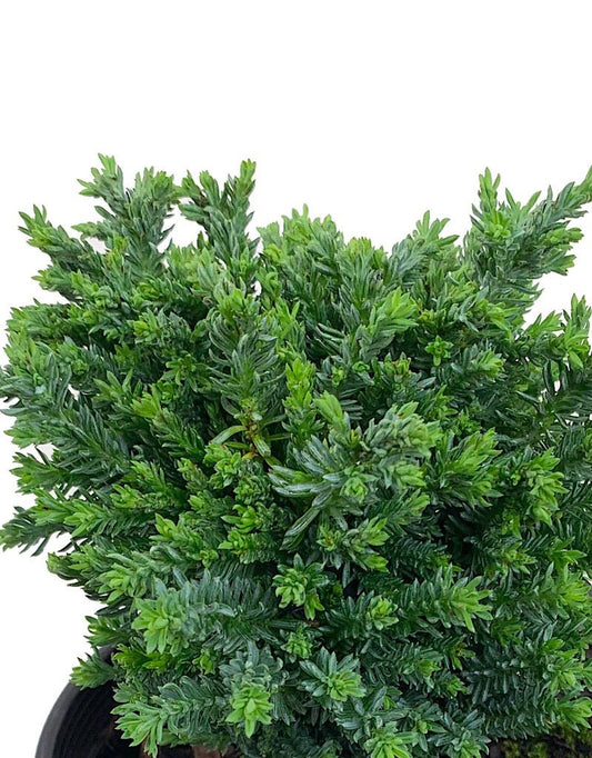 Chamaecyparis lawsoniana 'Rimpelaar' 1 Gal - The Garden Corner