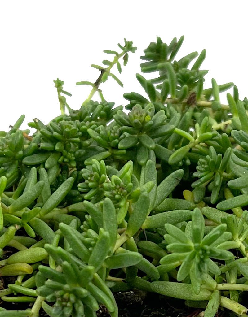 Sedum album 'Murale' 4 inch - The Garden Corner