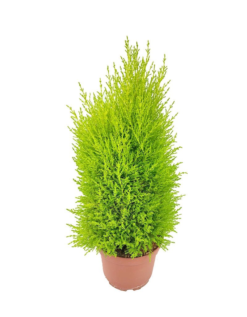 Cupressus macrocarpa 'Wilma Goldcrest' - Shrubs
