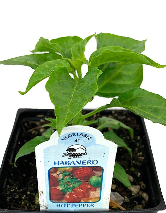 Pepper 'Habanero' - The Garden Corner