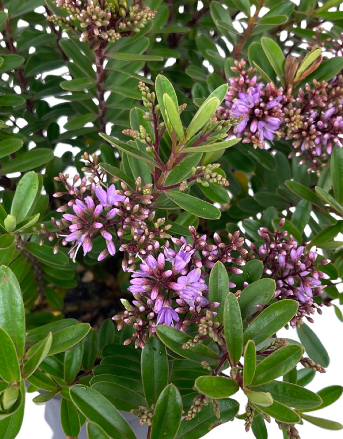 Hebe buxifolia 'Patty's Purple' - Shrubs
