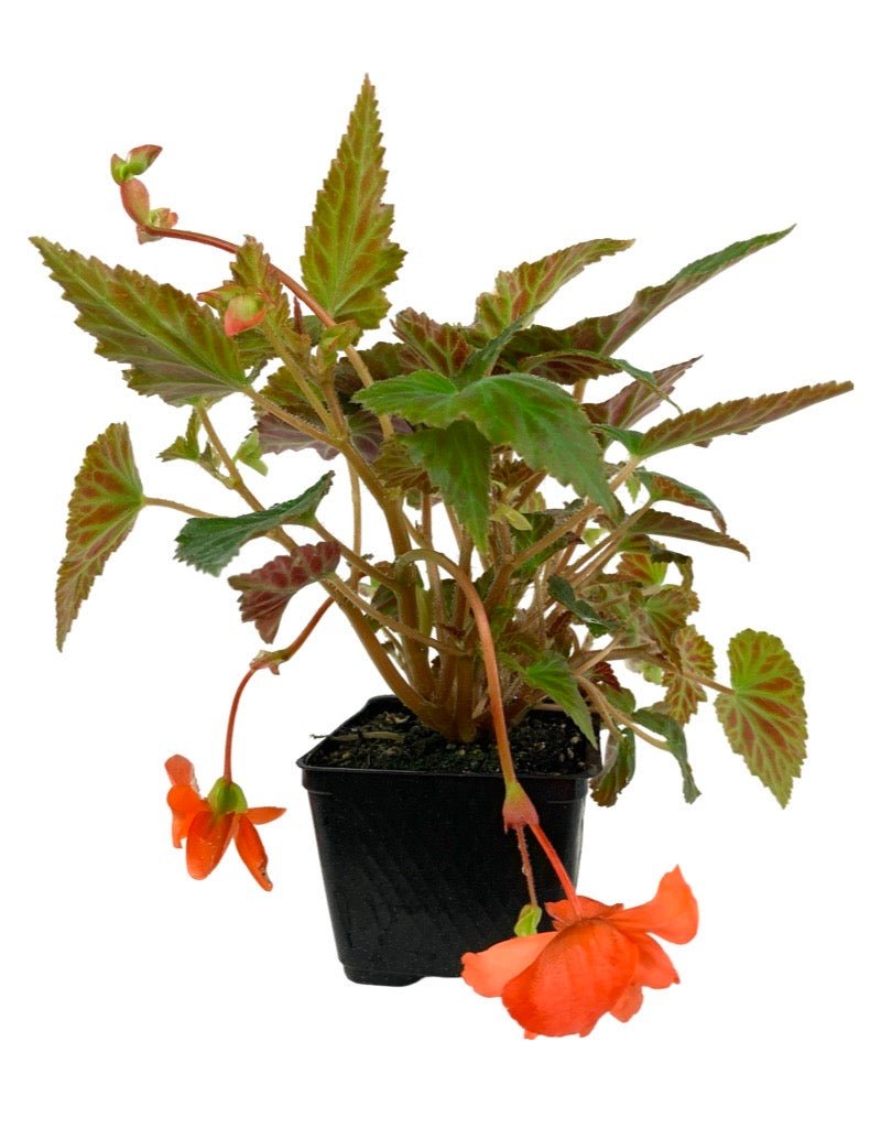 Begonia 'Illumination Orange' 4 inch - The Garden Corner