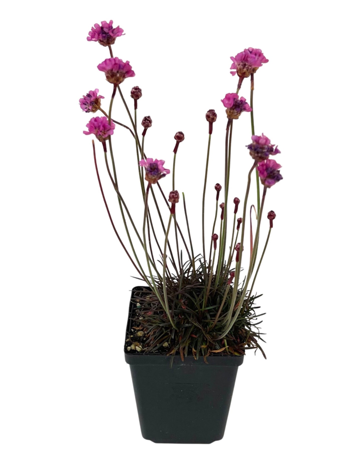 Armeria maritima 'Rubrifolia' - Perennials