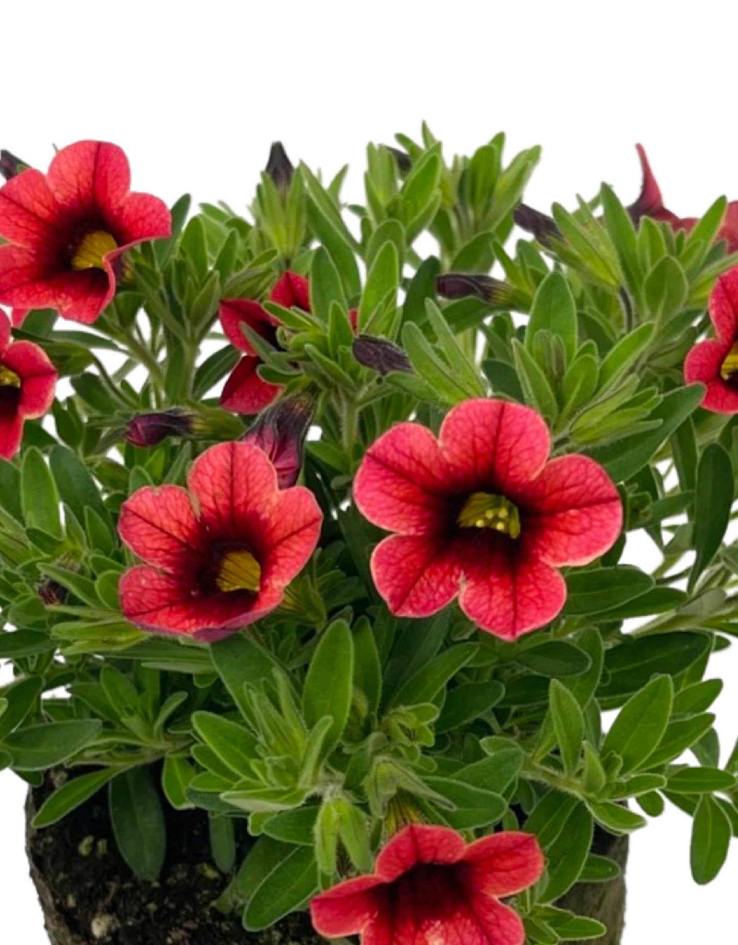 Calibrachoa 'Conga Orange Kiss 4 Inch - The Garden Corner