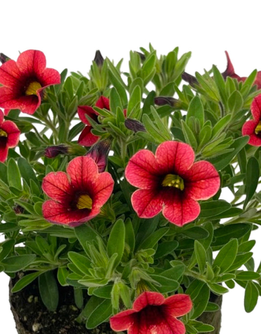 Calibrachoa 'Conga Orange Kiss 4 Inch - The Garden Corner