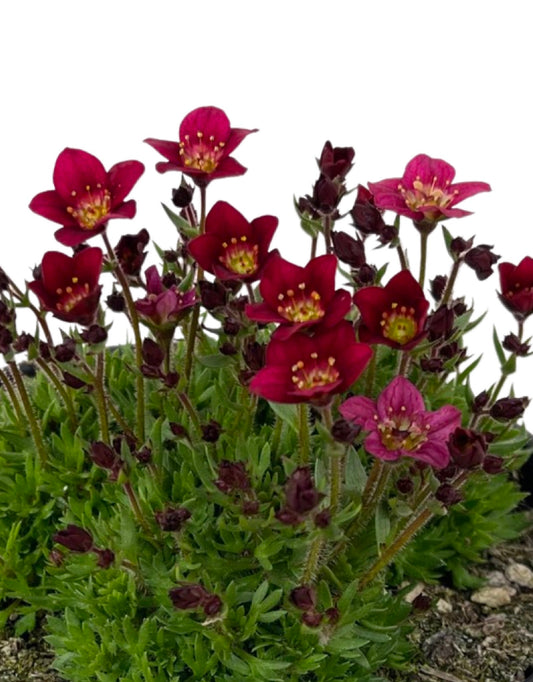 Saxifraga 'Touran Deep Red' - The Garden Corner