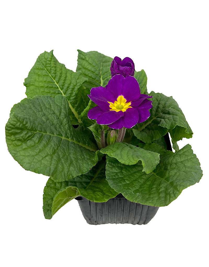 Primrose