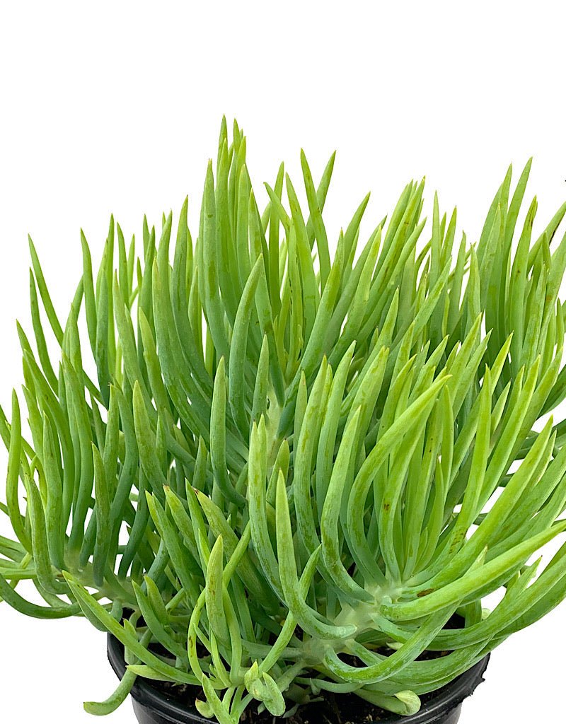 Senecio vitalis 'Serpents' 1 Gallon - The Garden Corner