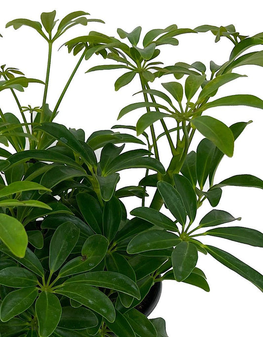Schefflera arboricola 'Mini' 6 Inch - The Garden Corner