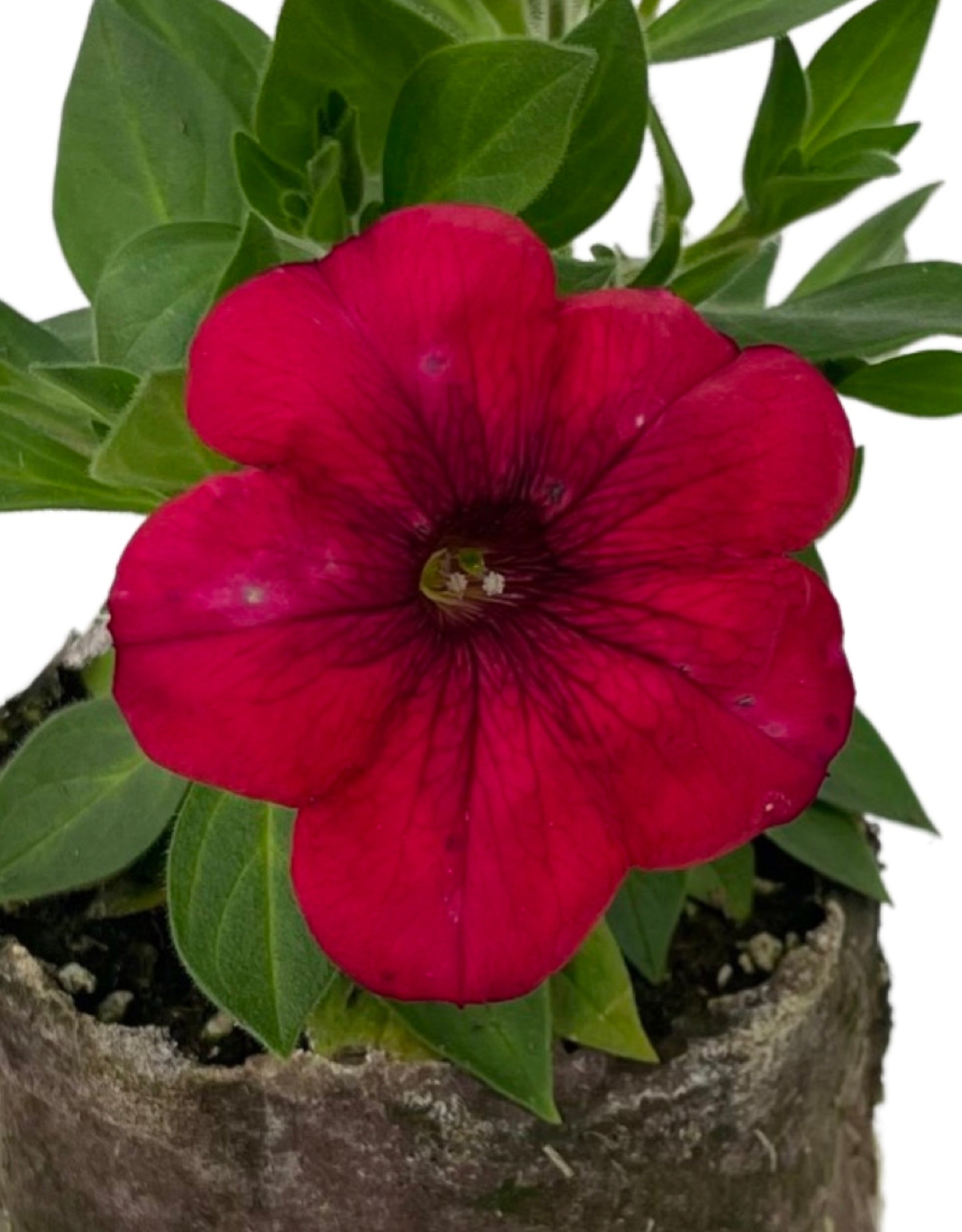 Petunia 'Surprise Sparkle Red' - The Garden Corner
