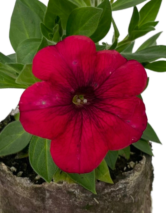 Petunia 'Surprise Sparkle Red' - The Garden Corner