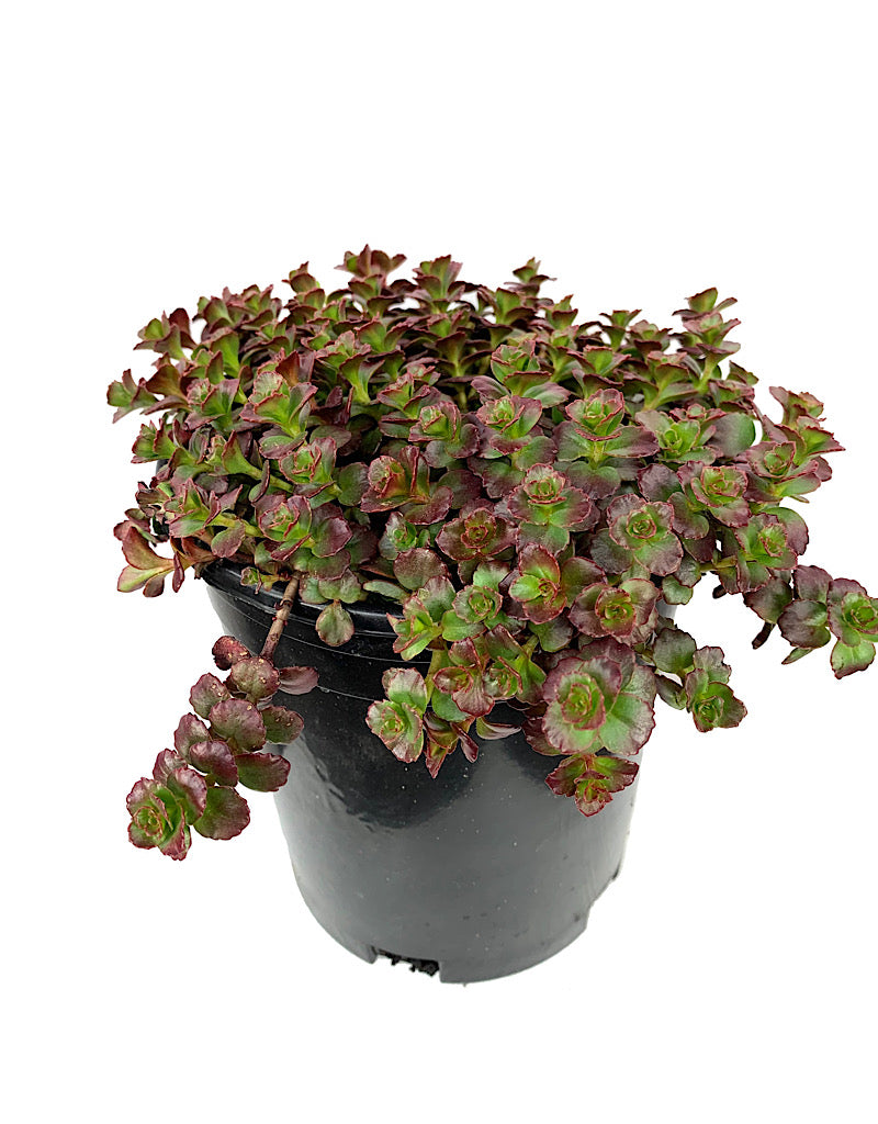 Sedum spurium 'Voodoo' 1 gal