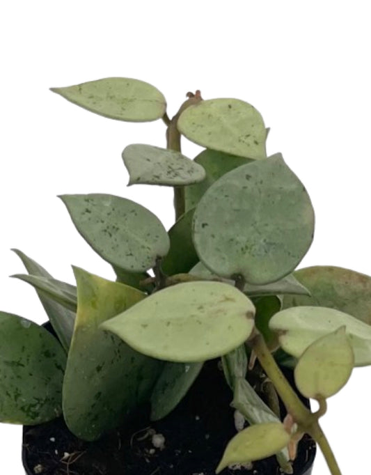 Hoya krohniana 'Eskimo' 2 Inch - The Garden Corner