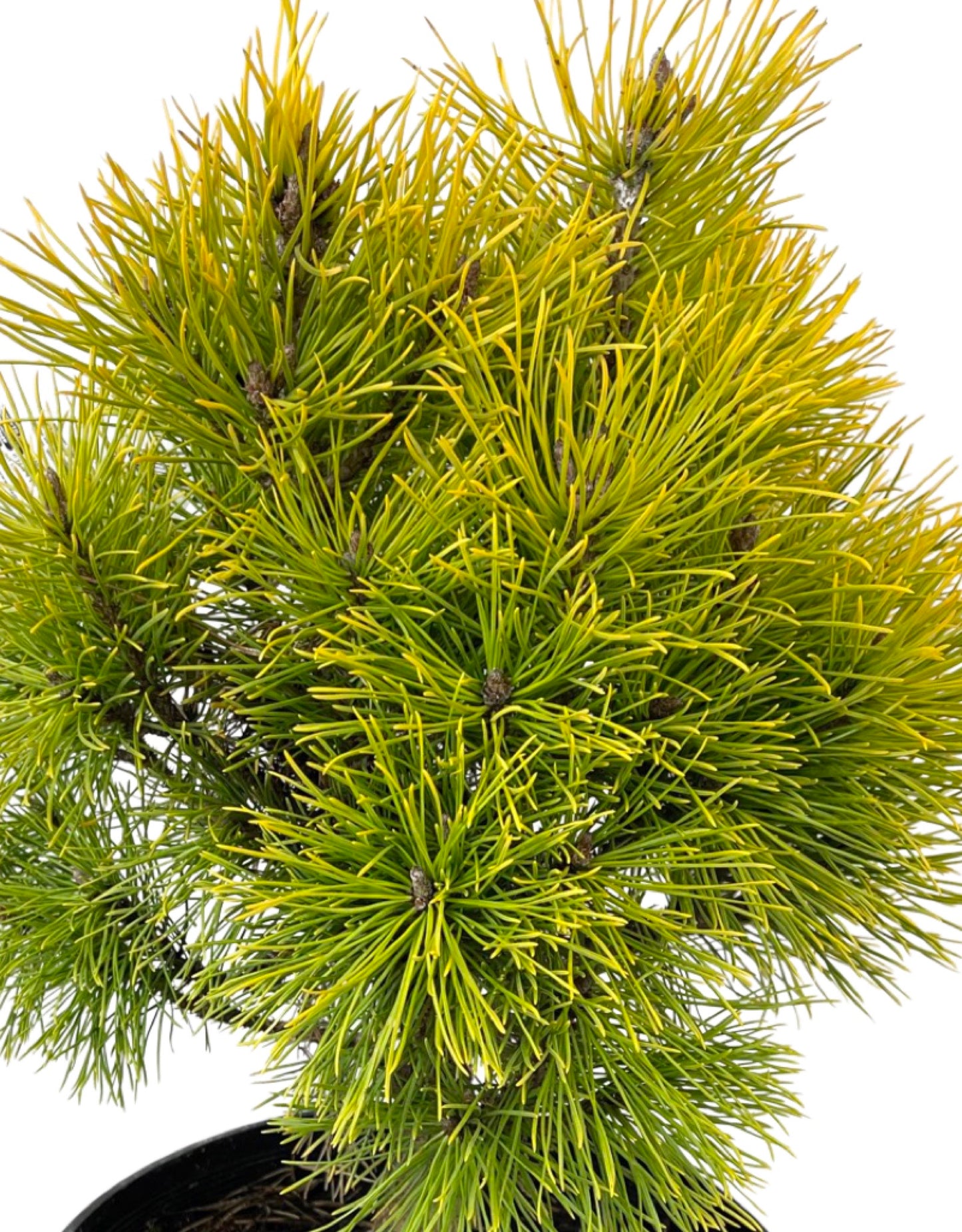Pinus mugo 'Wintersonne' 3 Gallon - The Garden Corner