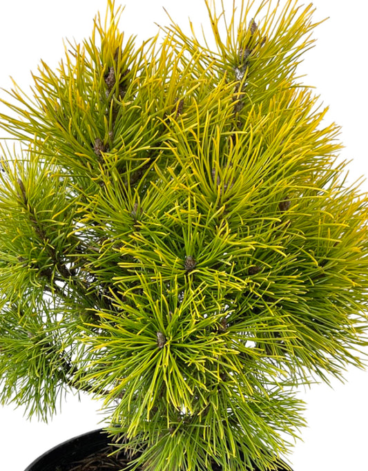 Pinus mugo 'Wintersonne' 3 Gallon - The Garden Corner