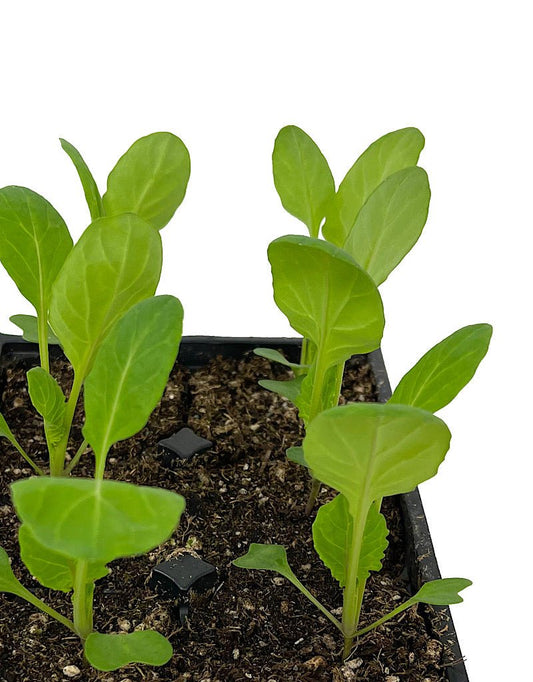 Brussel Sprouts 'Jade Cross' Jumbo Traypack - The Garden Corner