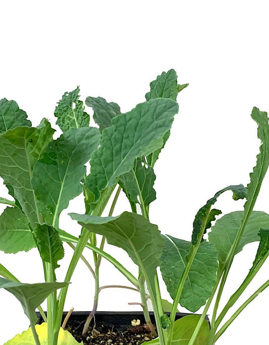 Kale 'Nero di Toscana' Jumbo Traypack - The Garden Corner