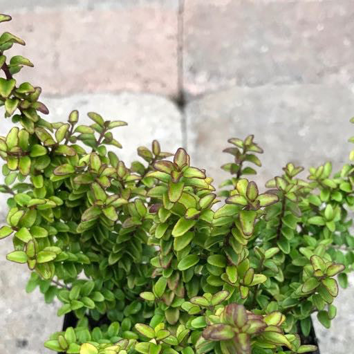 Lonicera nitida 'Twiggy'- 4 inch