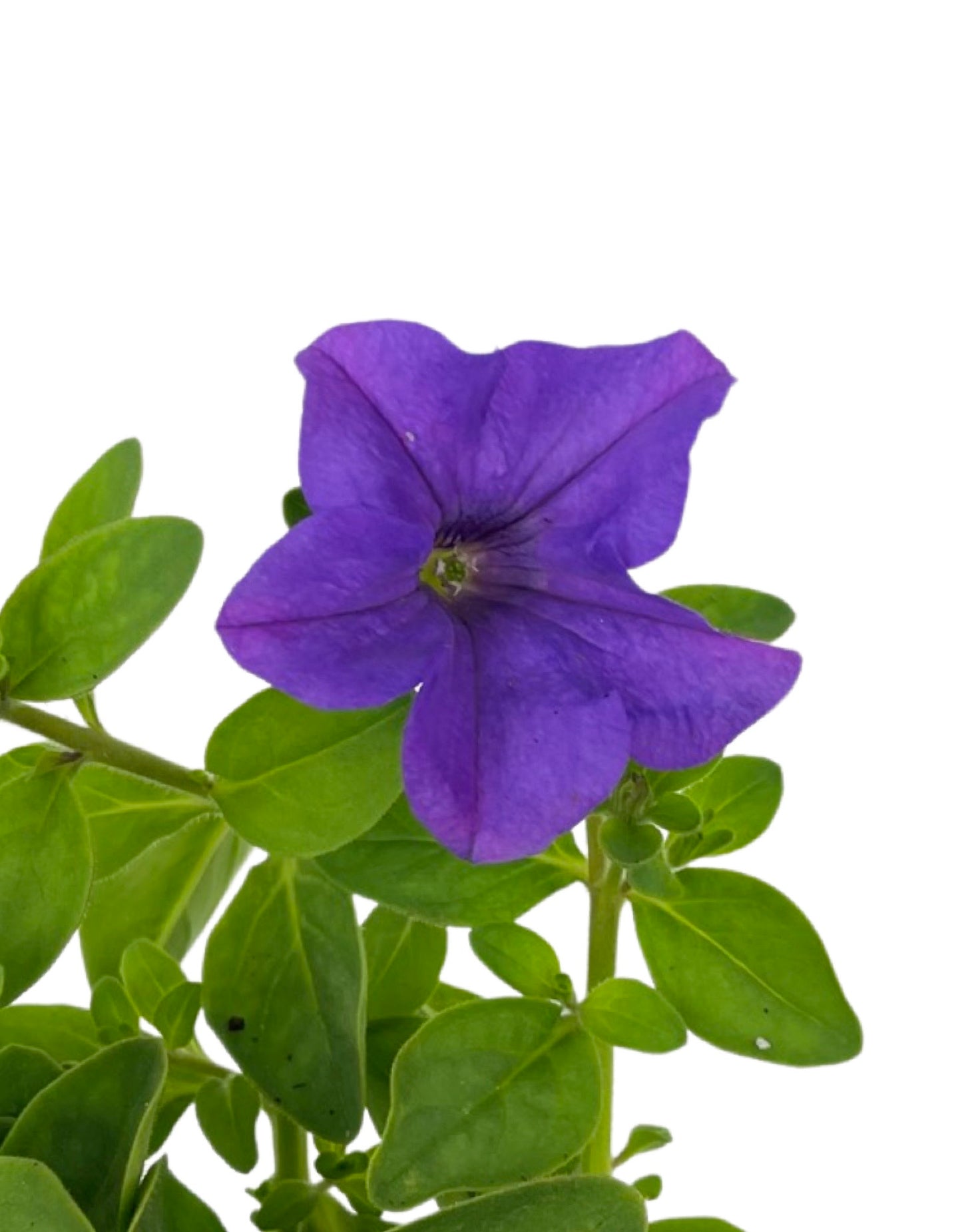 Petunia 'Surfinia Heavenly Blue' - The Garden Corner
