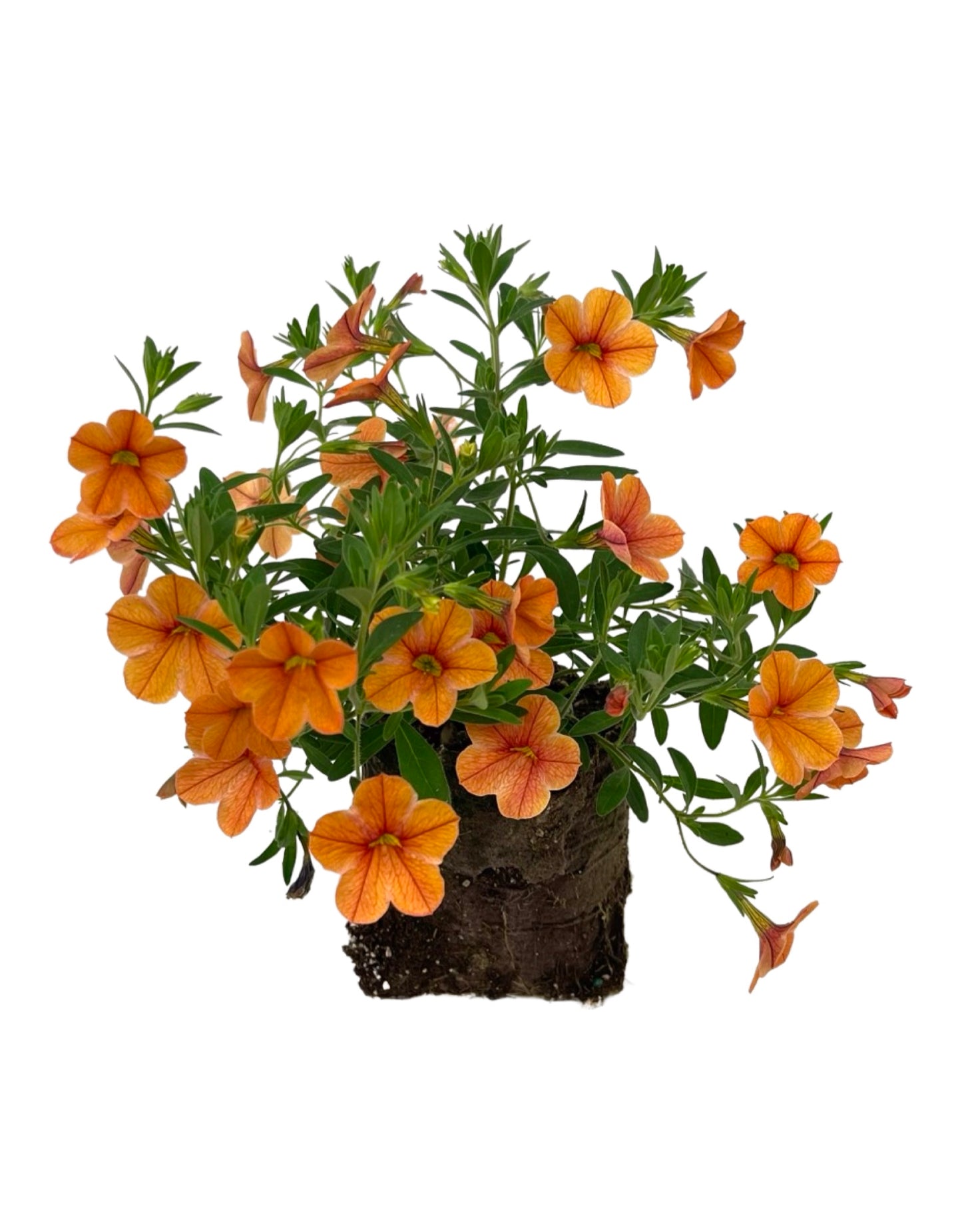 Calibrachoa 'Cha-Cha Diva Tangerine'