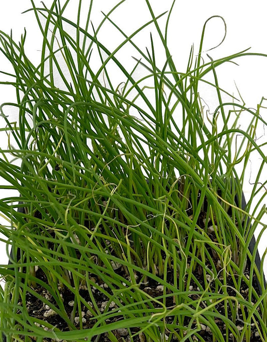 Onion 'Benny's Red' - The Garden Corner