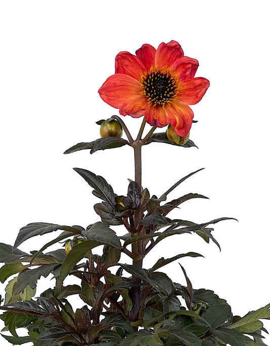 Dahlia 'Mystic Haze Orange' 1 Gallon - The Garden Corner