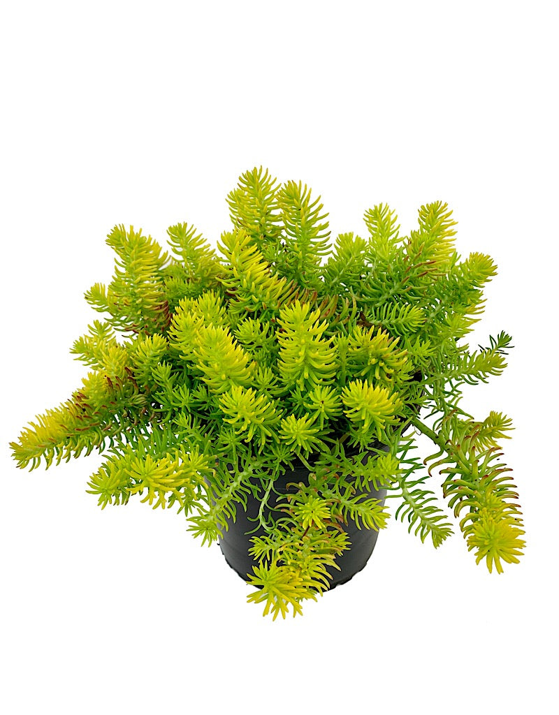 Sedum 'Angelina' 1 gal
