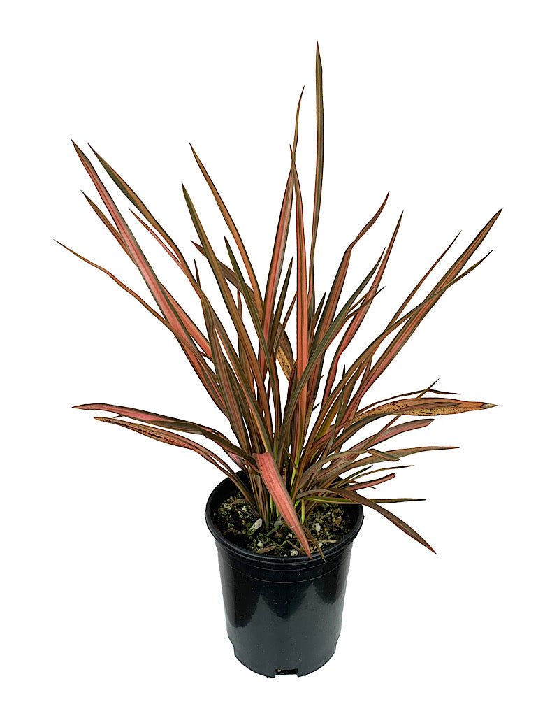 Phormium 'Rainbow Sunrise' - The Garden Corner