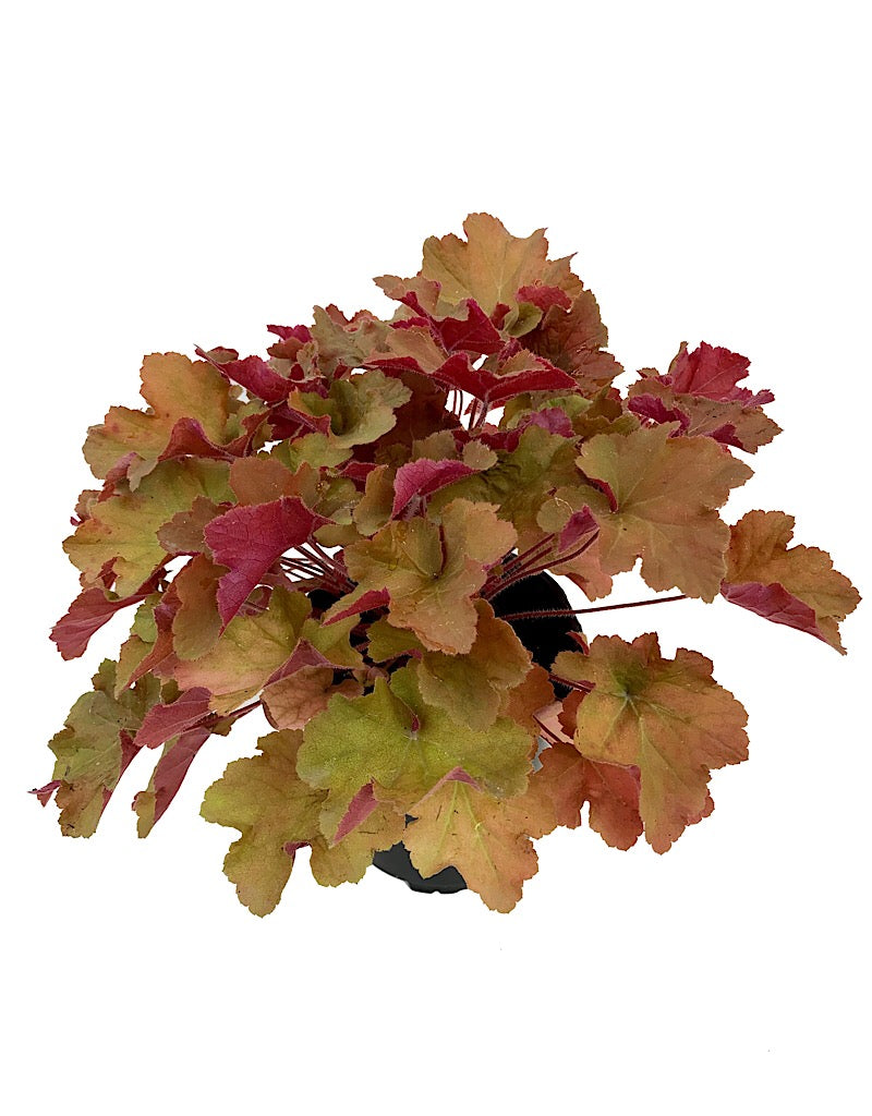 Heuchera 'Caramel'