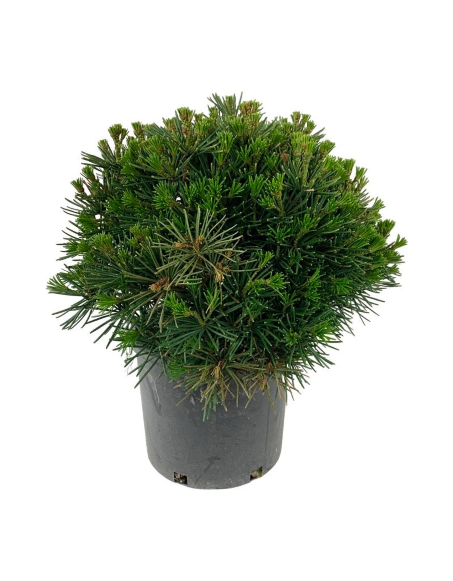 Sciadopitys verticillata 'Picola' - The Garden Corner