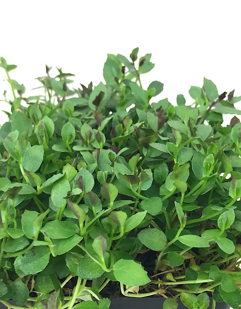 Pratia pedunculata 'County Park' - The Garden Corner