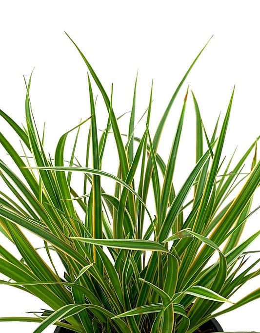 Carex oshimensis 'EverColor Everglow' Quart - The Garden Corner