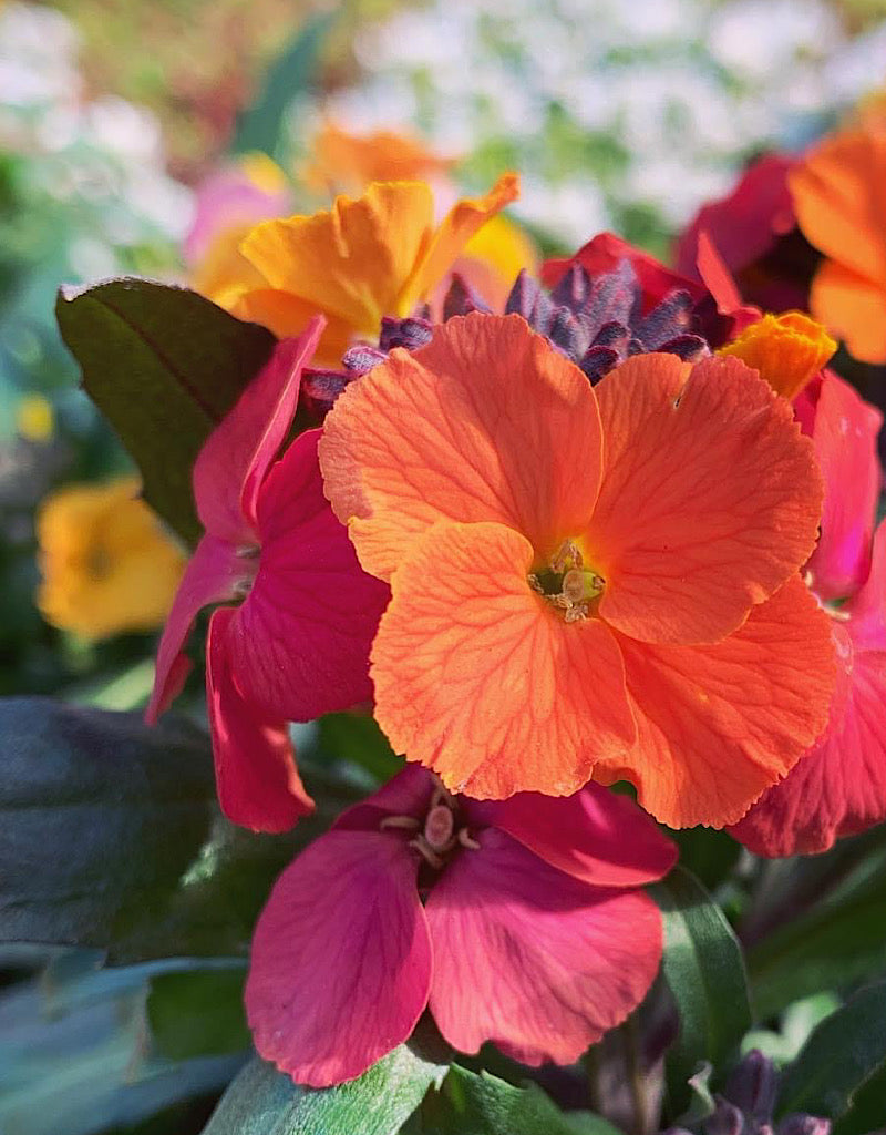 Erysimum 'Winter Orchid' 1 Gallon
