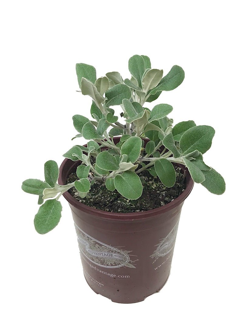 Senecio greyi - The Garden Corner
