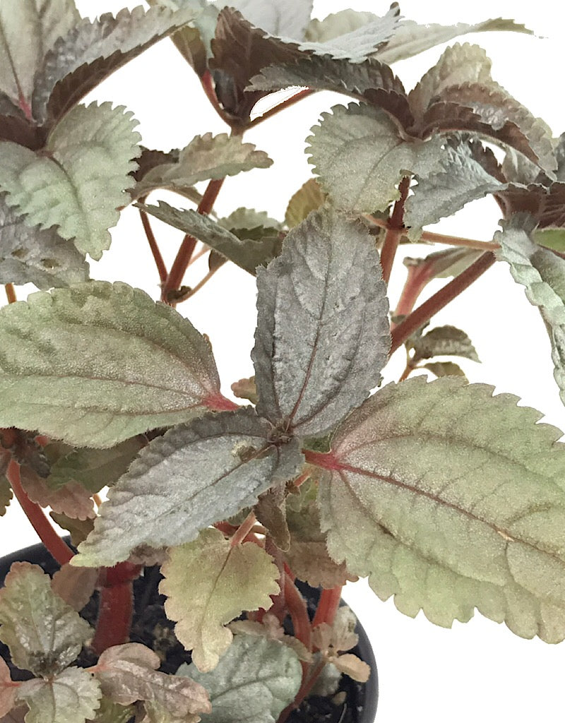 Pilea involucrata 'Silver Leaf' 4 inch