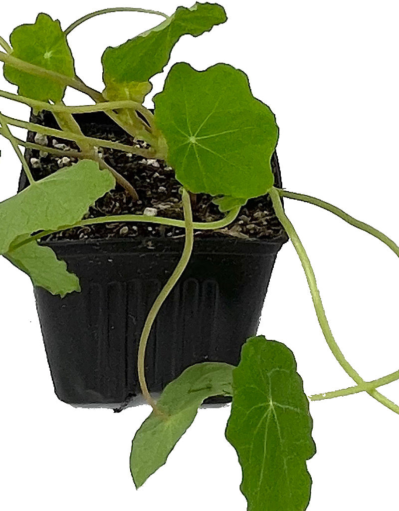 Nasturtium 'Whirlybird Mix' 4 Inch