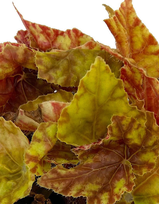 Begonia 'Autumn' 4 Inch - The Garden Corner