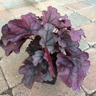 Heuchera 'Cutie Sugar Berry' Quart