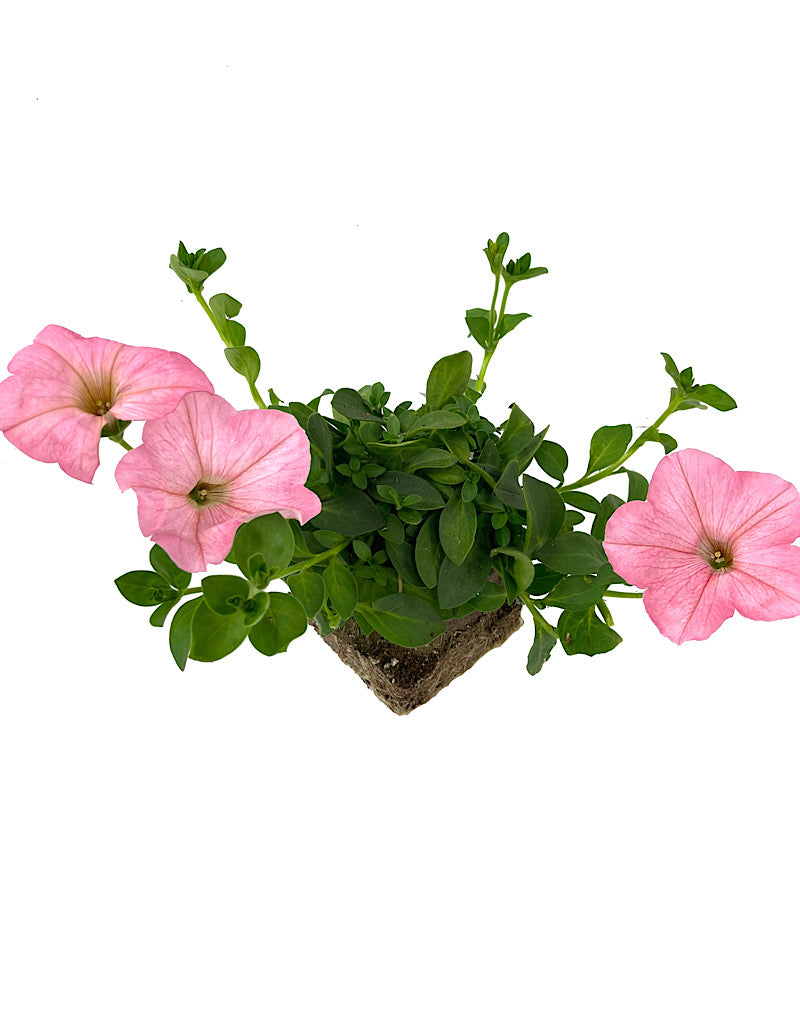 Petunia 'Main Stage Pink'