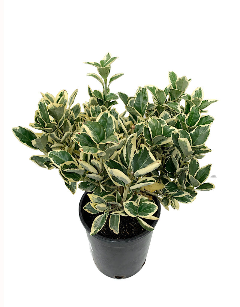 Euonymus japonicus 'Silver King' 1 Gallon