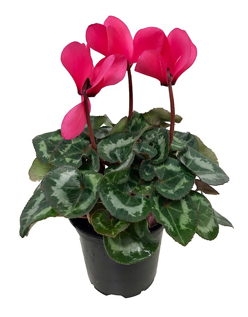 Cyclamen 'Laser Synchro' - The Garden Corner